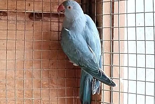 papuga aleksandretta obrożna z tego roku, Mazowieckie, Sarnaki