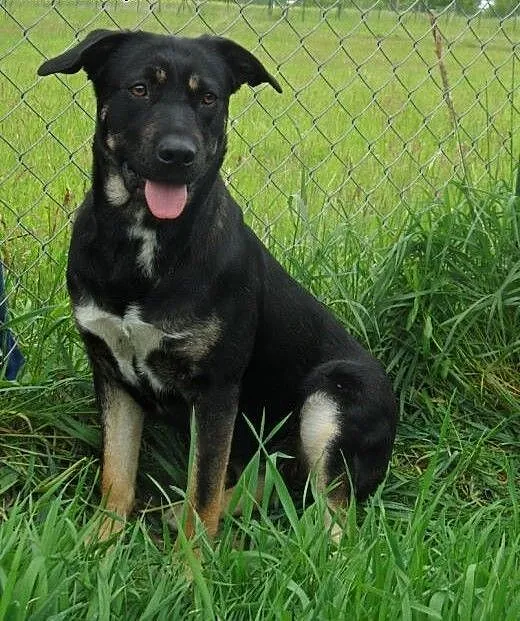 Dakota do adopcji, lubuskie Świebodzin