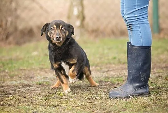 Reksio, nakolankowy, spokojny i grzeczny psiak - pokochaj go!