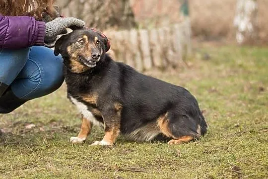Reksio, nakolankowy, spokojny i grzeczny psiak - p