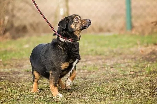 Reksio, nakolankowy, spokojny i grzeczny psiak - p