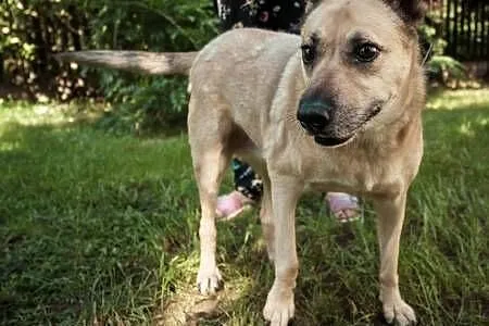ZUZIA - kochana sunia, porzucona na działkach do adopcji,  mazowieckie Warszawa