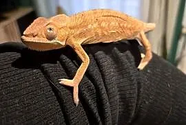 Kameleon lamparci samica