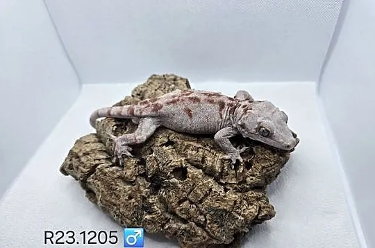 Gekony gargulcowe
