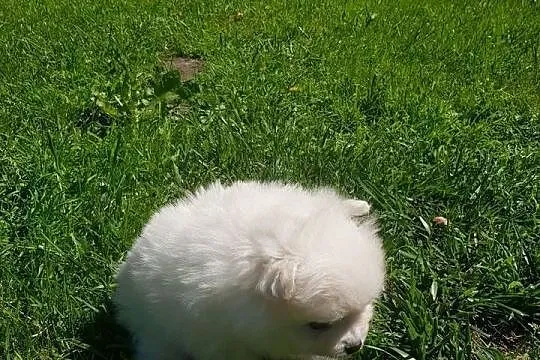 Szpic pomeranian