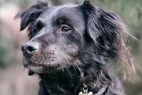 Bartek do adopcji,  śląskie Gliwice