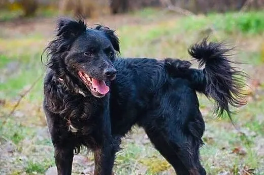 Bartek do adopcji,  śląskie Gliwice, Śląskie, Gliwice