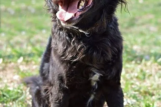 Bartek do adopcji,  śląskie Gliwice, Śląskie, Gliwice