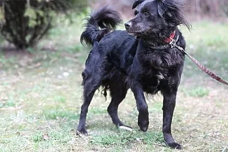 Bartek do adopcji,  śląskie Gliwice, Śląskie, Gliwice