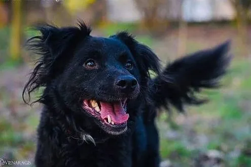 Bartek do adopcji,  śląskie Gliwice, Śląskie, Gliwice