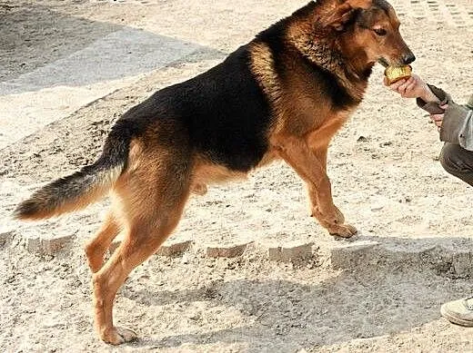 Adopcje psów -Kolak , lubelskie Świdnik