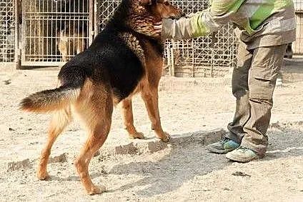 Adopcje psów -Kolak ,  lubelskie Świdnik