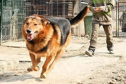 Adopcje psów -Kolak ,  lubelskie Świdnik