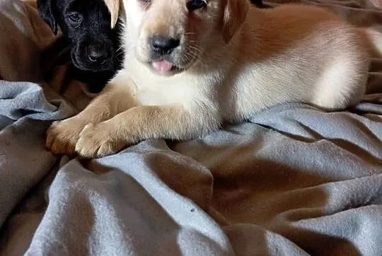 Labrador retriever szczenięta z rodowodem, Wielkopolskie, Popowo Stare