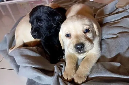 Labrador retriever szczenięta z rodowodem, Wielkopolskie, Popowo Stare