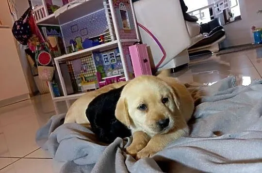 Labrador retriever szczenięta z rodowodem, Wielkopolskie, Popowo Stare
