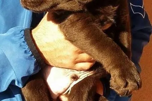 Labrador Retriever, Chocolate szczenięta,  Labrado