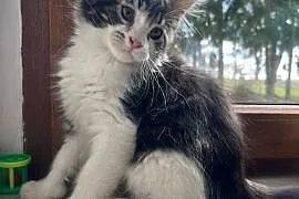 Maine Coon