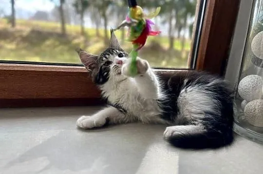 Maine Coon, Zachodniopomorskie, Sława