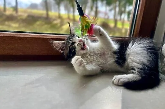 Maine Coon, Zachodniopomorskie, Sława