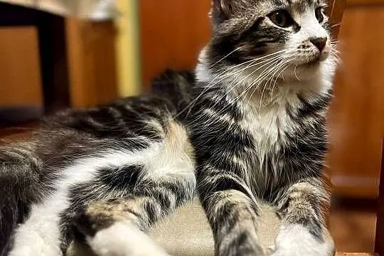 Maine Coon, Zachodniopomorskie, Sława