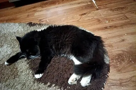 Maine Coon, Zachodniopomorskie, Sława