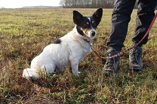 Piesek okruszek - maleńki, łacity Amigo - parę kil