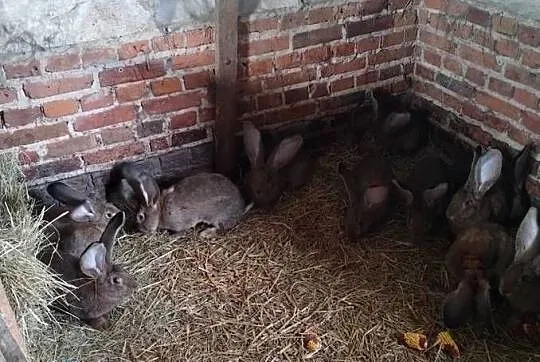Samice olbrzym belgijski, Lubelskie, Siennica Różana