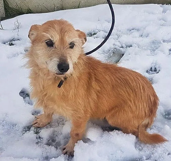 BIANKA - kochana, łagodna sunia w typie terriera szuka domu!, Mazowieckie, Warszawa