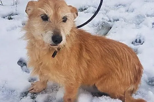BIANKA - kochana, łagodna sunia w typie terriera szuka domu!