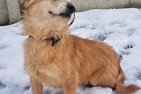 BIANKA - kochana, łagodna sunia w typie terriera szuka domu!, Mazowieckie, Warszawa