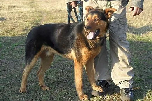 Bruno do adopcji,  lubuskie Świebodzin