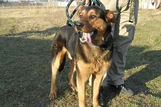 Bruno do adopcji,  lubuskie Świebodzin