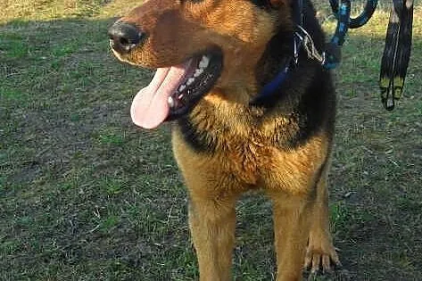 Bruno do adopcji,  lubuskie Świebodzin
