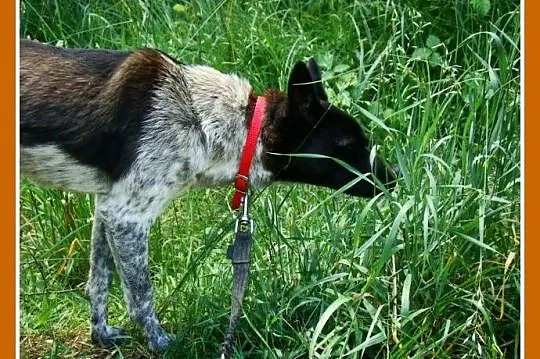 Delikatny,łagodny psiak FENEK,mały,cichy,spokojny_