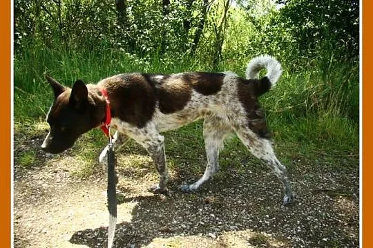 Delikatny,łagodny psiak FENEK,mały,cichy,spokojny_