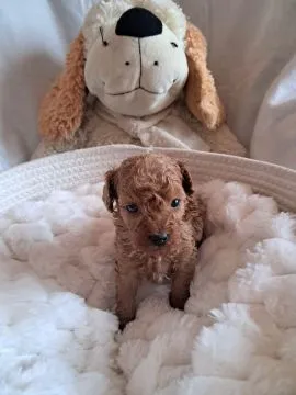 Pudel toy suczka red brown badania genetyczne malutka dziewczynka rodzice toy, , Busko-Zdrój