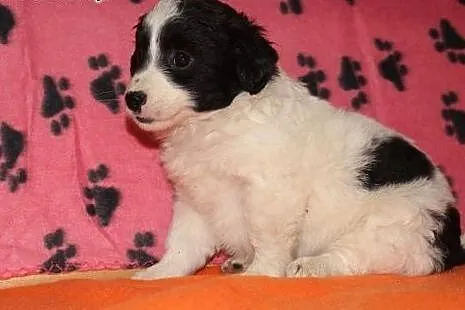 AFRO malutki szczeniaczek 2-3 miesieczny,adopcja!!