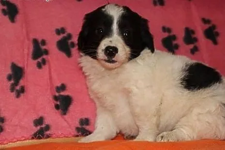 AFRO malutki szczeniaczek 2-3 miesieczny,adopcja!!