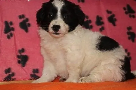 AFRO malutki szczeniaczek 2-3 miesieczny,adopcja!!