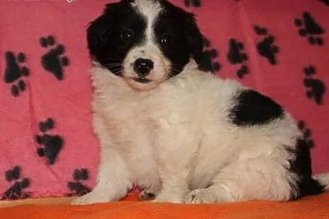 AFRO malutki szczeniaczek 2-3 miesieczny,adopcja!!