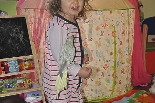Ręcznie wykarmiona para nimf