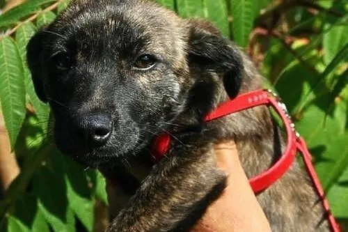 Kto pomoże i uratuje piękną, 4 miesięczną szczenio