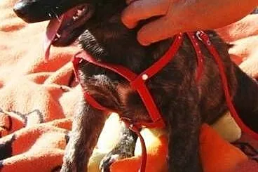 Kto pomoże i uratuje piękną, 4 miesięczną szczenio