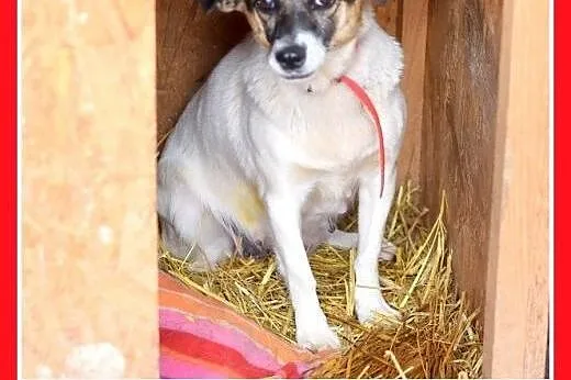 5 kg,mała,rezolutna,przyjazna,towarzyska suczka PCHEŁKA.Adopcja,  małopolskie Kraków