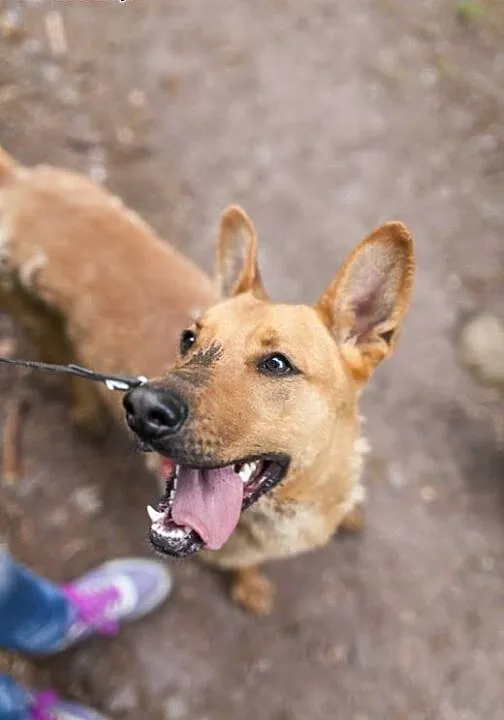 Uszaty, wesoły nietoperek do adopcji !, dolnośląs