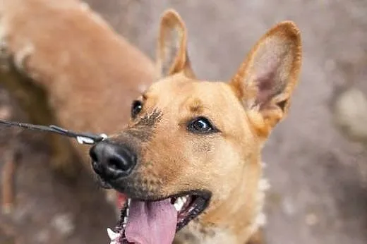 Uszaty, wesoły nietoperek do adopcji !,  dolnośląs