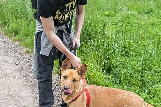 Uszaty, wesoły nietoperek do adopcji !,  dolnośląs