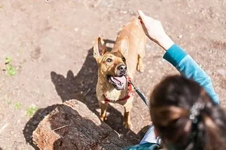 Uszaty, wesoły nietoperek do adopcji !,  dolnośląs