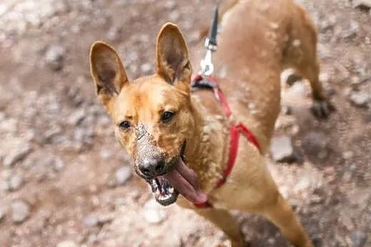 Uszaty, wesoły nietoperek do adopcji !,  dolnośląs